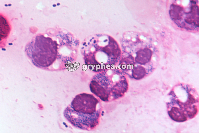 Phagocytose x400 - gryphea.com